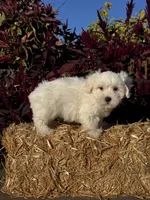 Chippy, a male Coton de Tulear for sale in Seneca Falls, NY – 6 of 6