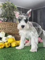 Melody , a female Miniature Schnauzer for sale in Seneca Falls, NY – 4 of 5