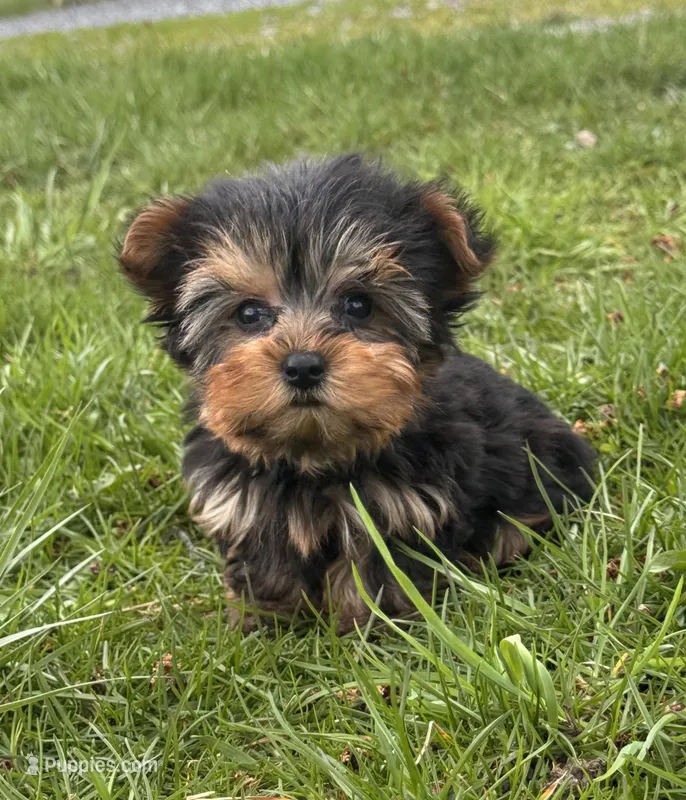 Yeti – Yorkshire Terrier puppy for sale in Seneca Falls, NY