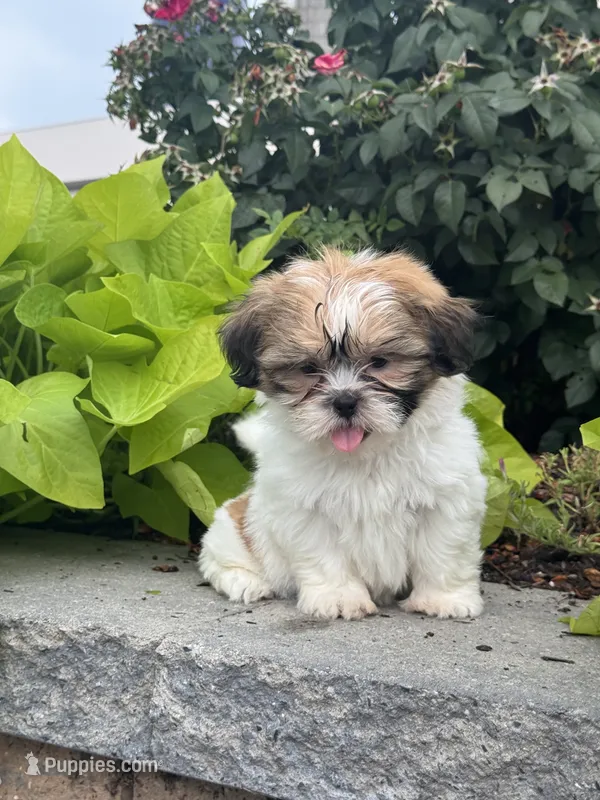 Sunny  – Shih Tzu puppy for sale in Seneca Falls, NY