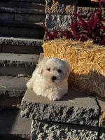 Chippy, a male Coton de Tulear for sale in Seneca Falls, NY – 4 of 6