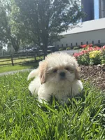 Skittles, a male Shih Tzu for sale in Seneca Falls, NY – 2 of 5