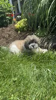 June, a female Bichon Frise and Shih Tzu for sale in Seneca Falls, NY – 2 of 5