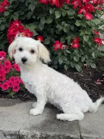 Labanon, a male Lhasa Apso and Coton de Tulear for sale in Seneca Falls, NY – 6 of 7