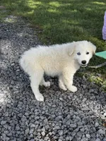 Greta purple collar, a female Great Pyrenees for sale in Seneca Falls, NY – 5 of 5