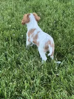 Giggles , a female Cavalier King Charles Spaniel for sale in Seneca Falls, NY – 5 of 5
