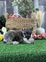 Molly, a female Miniature Schnauzer for sale in Seneca Falls, NY – 5 of 5