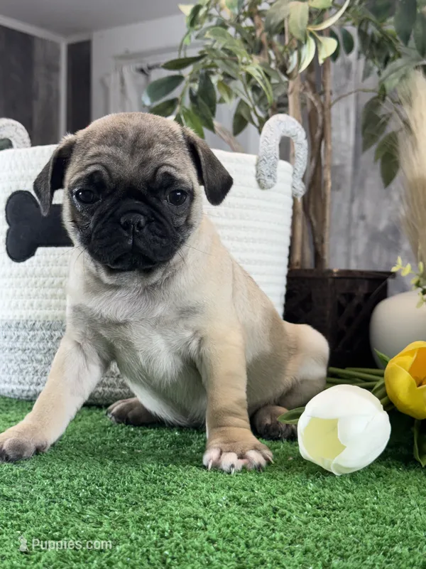 Princess , a female Pug for sale in Seneca Falls, NY – 1 of 5
