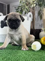 Princess , a female Pug for sale in Seneca Falls, NY – 1 of 5