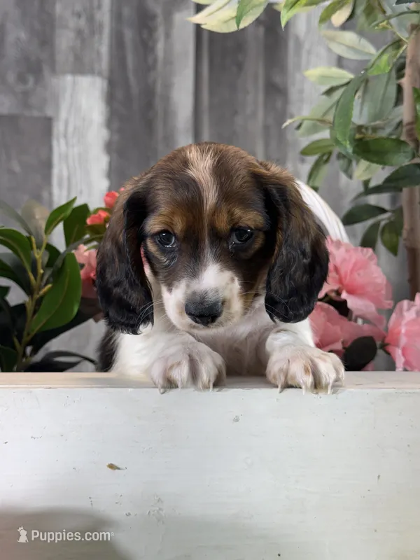 Dominic – Miniature Dachshund puppy for sale in Seneca Falls, NY