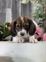 Dominic, a male Miniature Dachshund for sale in Seneca Falls, NY – 1 of 5