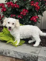 Labanon, a male Lhasa Apso and Coton de Tulear for sale in Seneca Falls, NY – 4 of 6