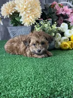 Alexa, a female Maltipoo for sale in Seneca Falls, NY – 3 of 5