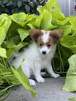 Rosie , a female Papillon for sale in Seneca Falls, NY – 3 of 5