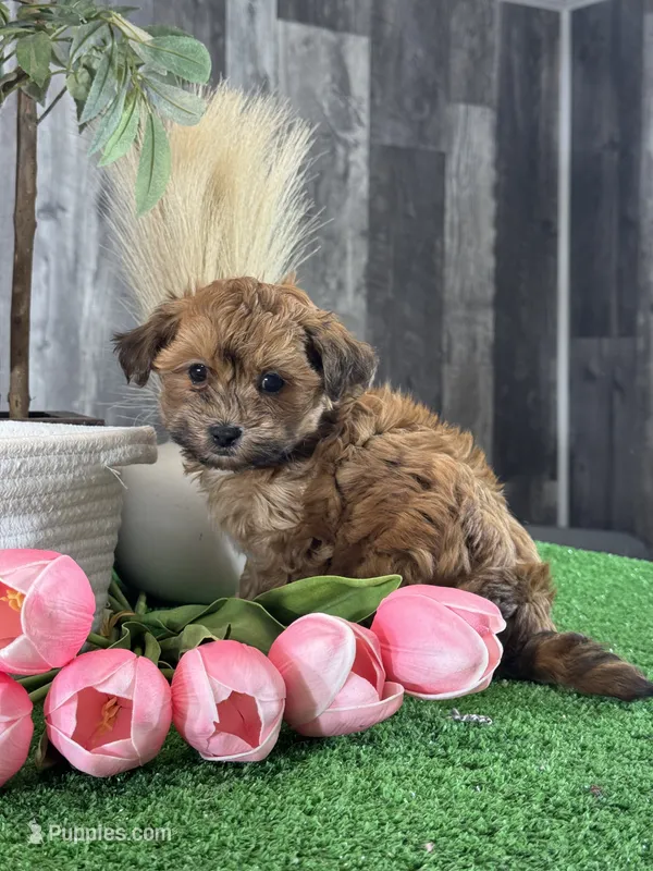 Alexa – Maltipoo puppy for sale in Seneca Falls, NY