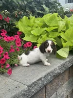 Dutch, a male Miniature Dachshund for sale in Seneca Falls, NY – 3 of 5