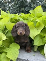 Diesel, a male Miniature Dachshund for sale in Seneca Falls, NY – 2 of 4