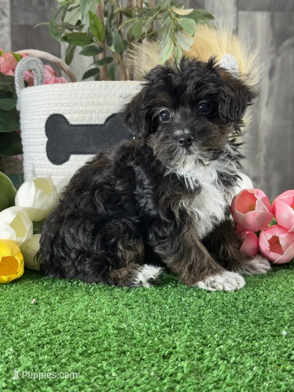 Oliver – Yorkipoo puppy for sale in Seneca Falls, NY