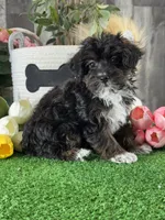 Oliver, a male Yorkipoo for sale in Seneca Falls, NY – 1 of 5
