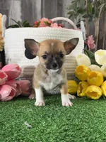 Fern , a female Chihuahua for sale in Seneca Falls, NY – 3 of 5