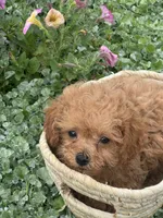 Paddy, a male Poodle - Toy  for sale in Seneca Falls, NY – 2 of 5
