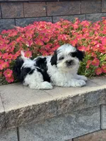 Abby , a female Coton de Tulear and Shih Tzu for sale in Seneca Falls, NY – 3 of 5