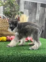Mimi, a female Miniature Schnauzer for sale in Seneca Falls, NY – 4 of 5