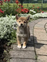 Iris, a female Shiba Inu for sale in Seneca Falls, NY – 5 of 6