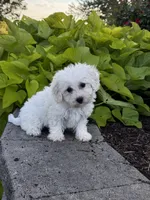 Bonnie , a female Bichon Frise for sale in Seneca Falls, NY – 6 of 7