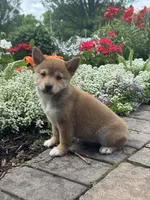 Iris, a female Shiba Inu for sale in Seneca Falls, NY – 4 of 6