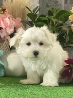 Madison, a male Maltese for sale in Seneca Falls, NY – Photo 4 of 6