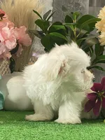 Madison, a male Maltese for sale in Seneca Falls, NY – Photo 5 of 6