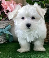 Madison, a male Maltese for sale in Seneca Falls, NY – Photo 3 of 6