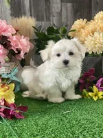 Madison, a male Maltese for sale in Seneca Falls, NY – Photo 6 of 6