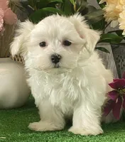 Madison, a male Maltese for sale in Seneca Falls, NY – Photo 2 of 6