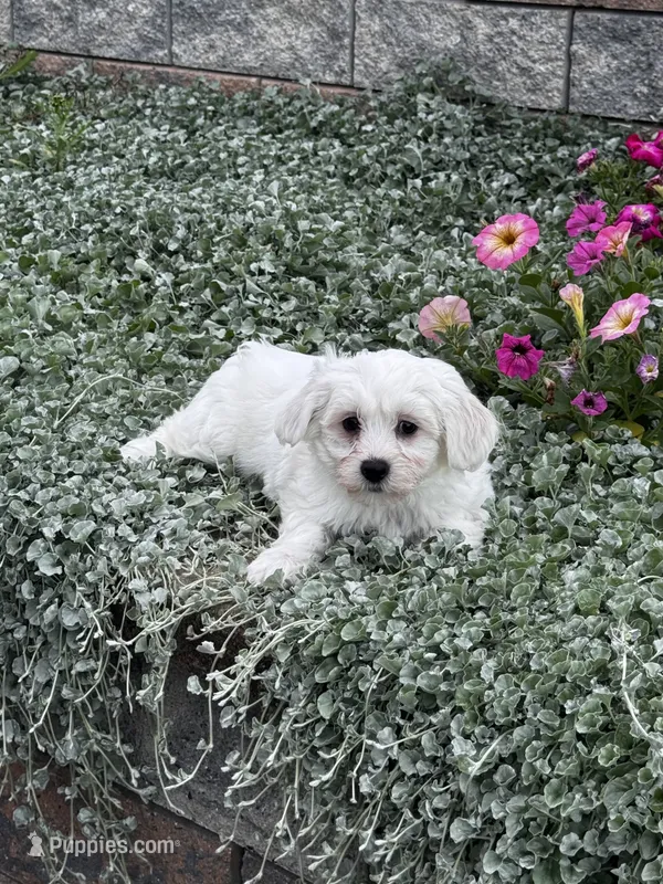John – Shih Tzu, Poodle - Toy  puppy for sale in Seneca Falls, NY