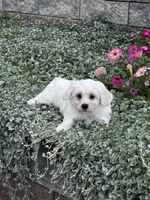 John, a male Shih Tzu and Poodle - Toy  for sale in Seneca Falls, NY – 1 of 5