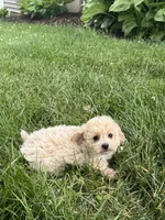 Belle, a female Bichpoo for sale in Seneca Falls, NY – 5 of 5