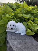 Bradley, a male Bichon Frise for sale in Seneca Falls, NY – 5 of 6