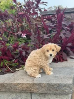 Muffin, a female Maltipoo for sale in Seneca Falls, NY – 5 of 7