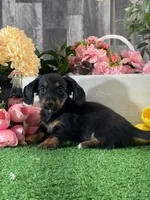 Donna , a female Miniature Dachshund for sale in Seneca Falls, NY – 5 of 5