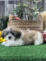 Lucky , a male Bichon Frise and Lhasa Apso for sale in Seneca Falls, NY – 4 of 5
