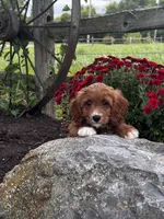 Una, a female Cavapoo for sale in Seneca Falls, NY – 4 of 4