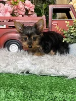 Yukon, a male Yorkshire Terrier for sale in Seneca Falls, NY – Photo 5 of 5