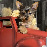 Yukon, a male Yorkshire Terrier for sale in Seneca Falls, NY – Photo 2 of 5