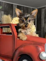 Yukon, a male Yorkshire Terrier for sale in Seneca Falls, NY – Photo 2 of 5