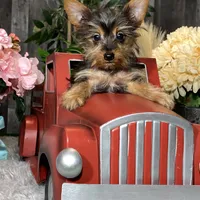 Yukon, a male Yorkshire Terrier for sale in Seneca Falls, NY – Photo 1 of 5