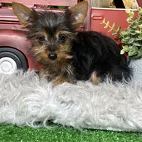 Yukon, a male Yorkshire Terrier for sale in Seneca Falls, NY – Photo 4 of 5