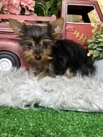 Yukon, a male Yorkshire Terrier for sale in Seneca Falls, NY – Photo 4 of 5