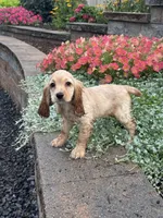 Coco, a female Cocker Spaniel for sale in Seneca Falls, NY – 3 of 4